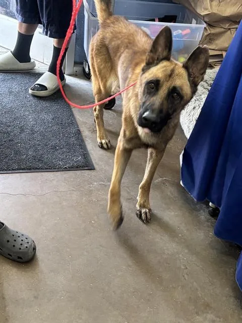 A young large-sized male Mixed Breed dog named Duke for adoption in Dallas, TX
