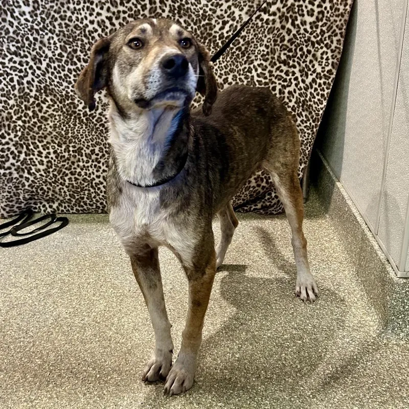 An adult medium-sized male Yellow / Tan / Blond / Fawn Hound dog named Cooper for adoption in San Gabriel, CA