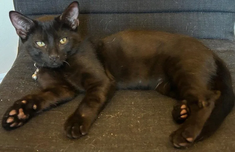 A baby small-sized male Black Domestic Short Hair cat named Zinger for adoption in Mission Viejo, CA