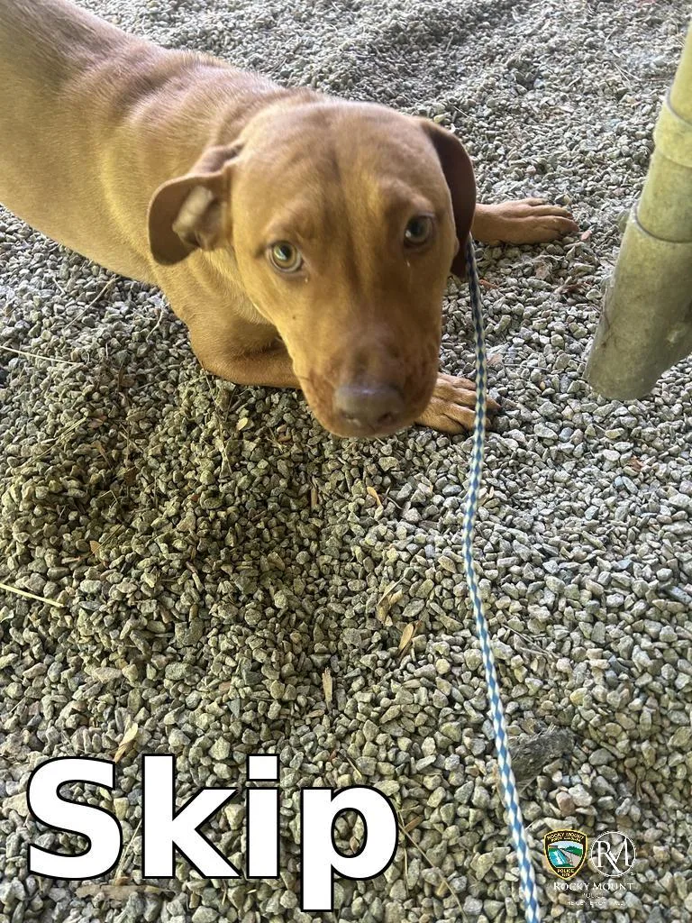 A young medium-sized male Pit Bull Terrier dog named Skip for adoption in Rocky Mount, NC