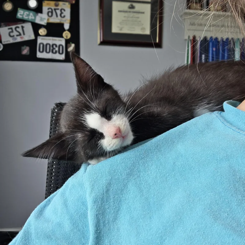 A baby small-sized female Black & White / Tuxedo Domestic Short Hair cat named Raven for adoption in Wilmington, NC