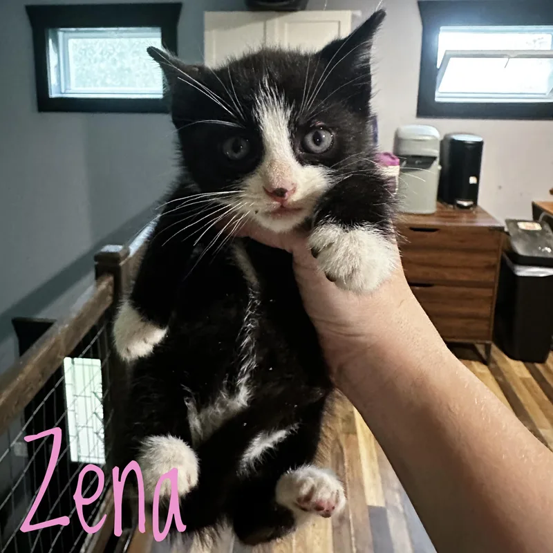 A baby medium-sized female Black Domestic Short Hair cat named Zena for adoption in Bethel, OH