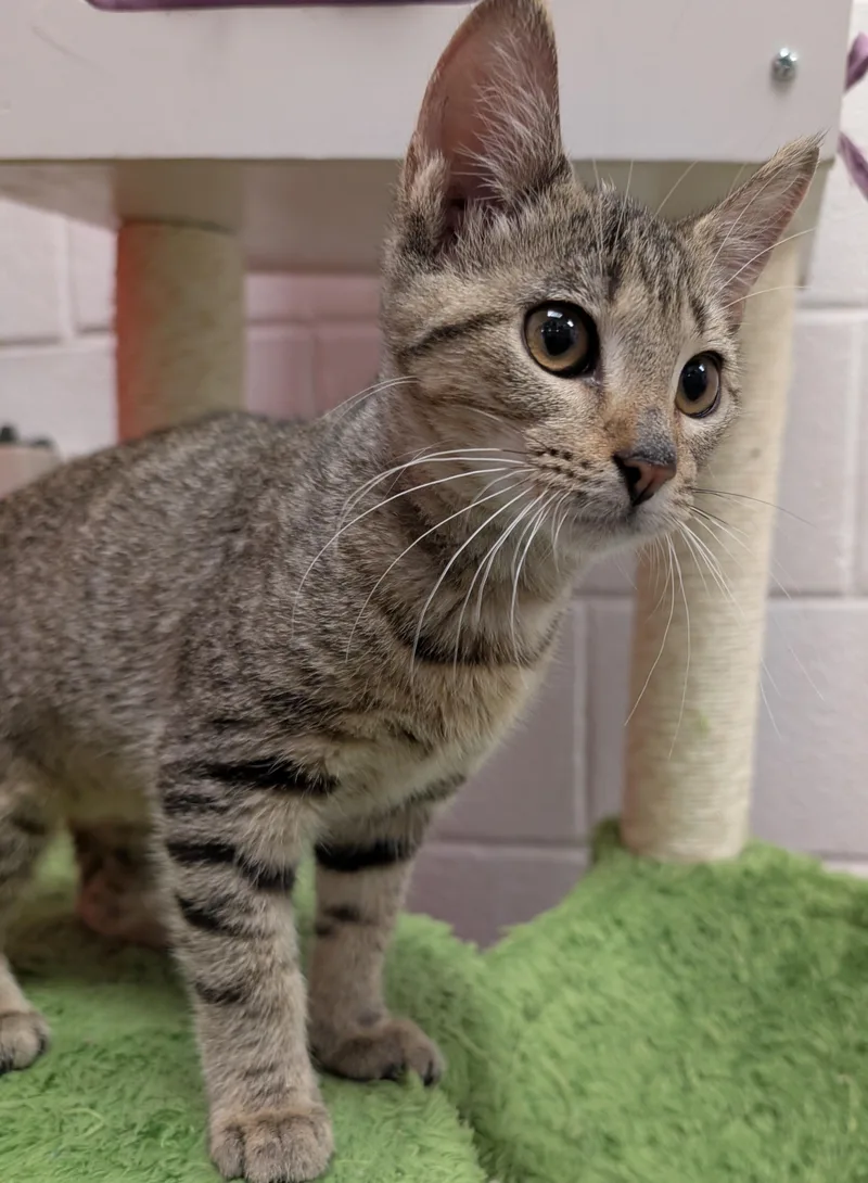 A baby medium-sized female Tabby (Gray / Blue / Silver) Domestic Short Hair cat named Misten for adoption in Smithfield, NC