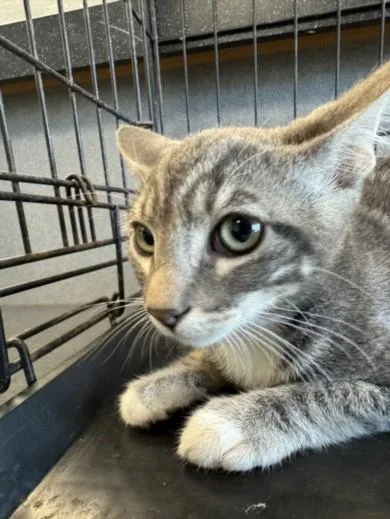 A young large-sized male Domestic Short Hair cat named Larry for adoption in Los Angeles, CA