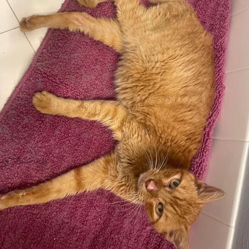 A senior large-sized male Orange / Red Domestic Short Hair cat named Sweet Potato for adoption in Fort Lauderdale, FL