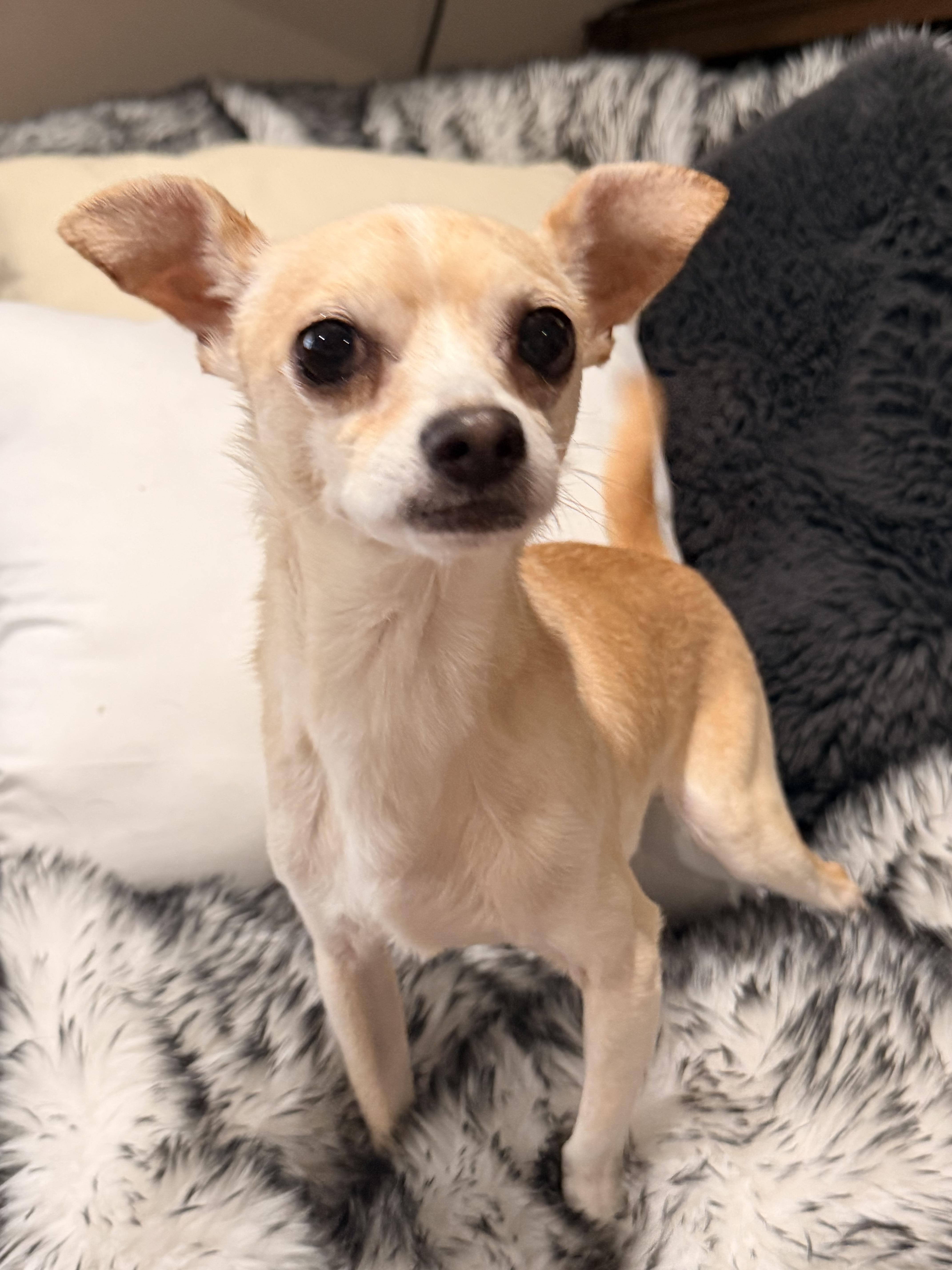 A young small-sized male Apricot / Beige Chihuahua dog named Bucky for adoption in North Freedom, WI