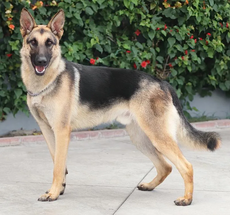 A young large-sized male Black German Shepherd Dog dog named Levi von Leezen for adoption in Los Angeles, CA