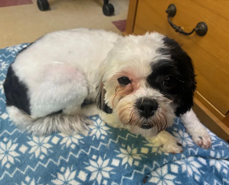 An adult small-sized female White / Cream Shih Tzu dog named Daisy for adoption in Ashland, VA