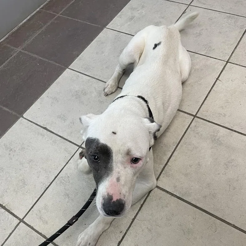An adult large-sized female White / Cream Mixed Breed dog named StrayUkraineDrive for adoption in Columbus, GA