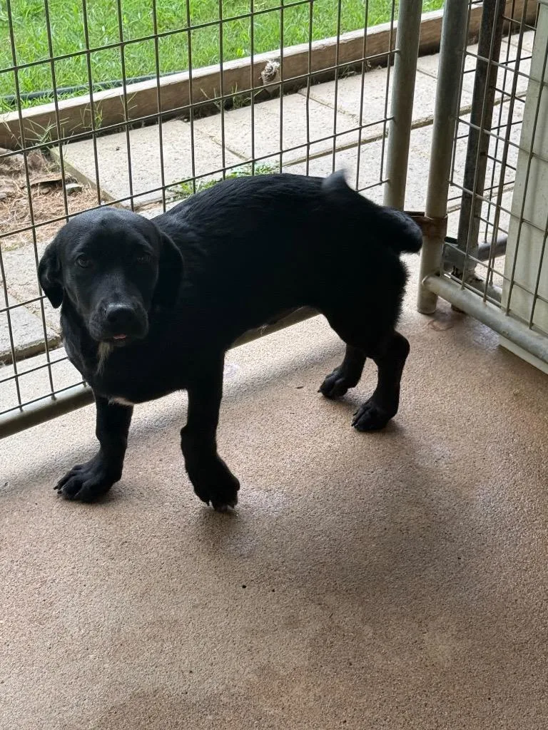 Ozzie