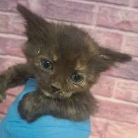 A baby small-sized female Black Domestic Short Hair cat named Kim Possible for adoption in Fort Collins, CO