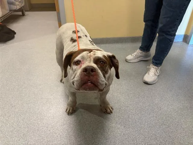 An adult medium-sized female English Bulldog dog named Madison for adoption in Tustin, CA