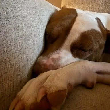 Sunshine Ace thumbnail 2