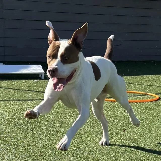 Sunshine Ace thumbnail 3