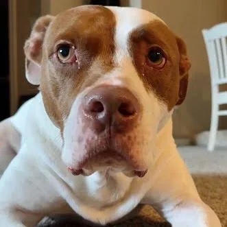 Sunshine Ace thumbnail 4