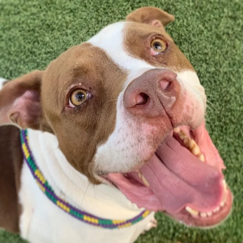 Sunshine Ace thumbnail 5