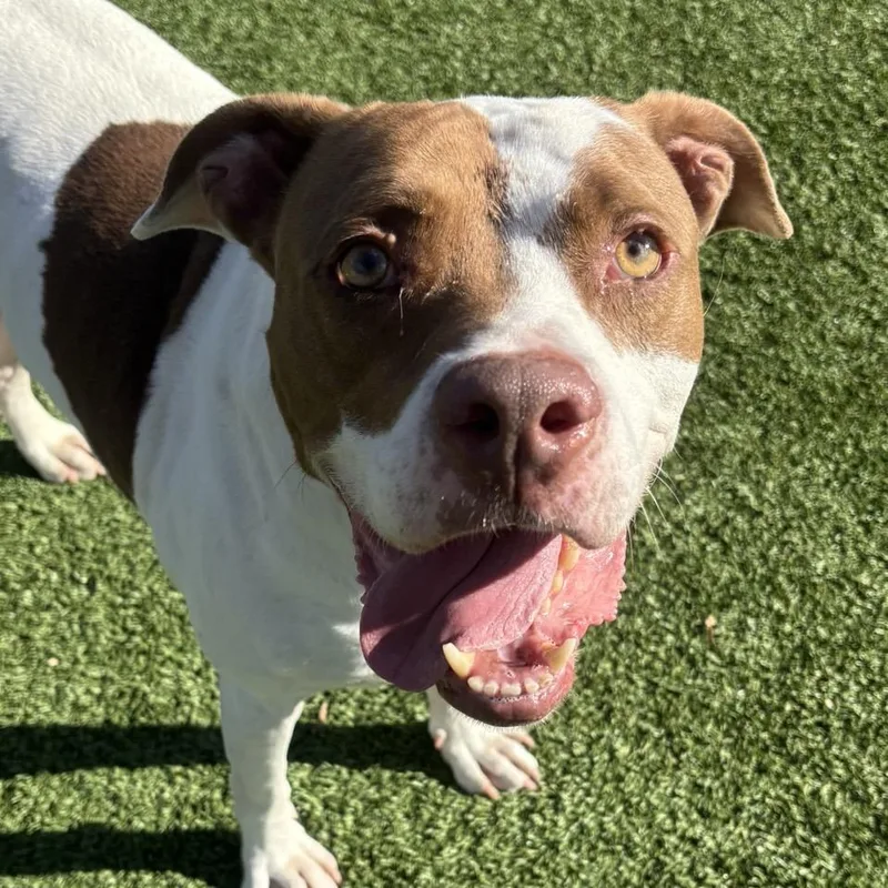 Sunshine Ace thumbnail 6