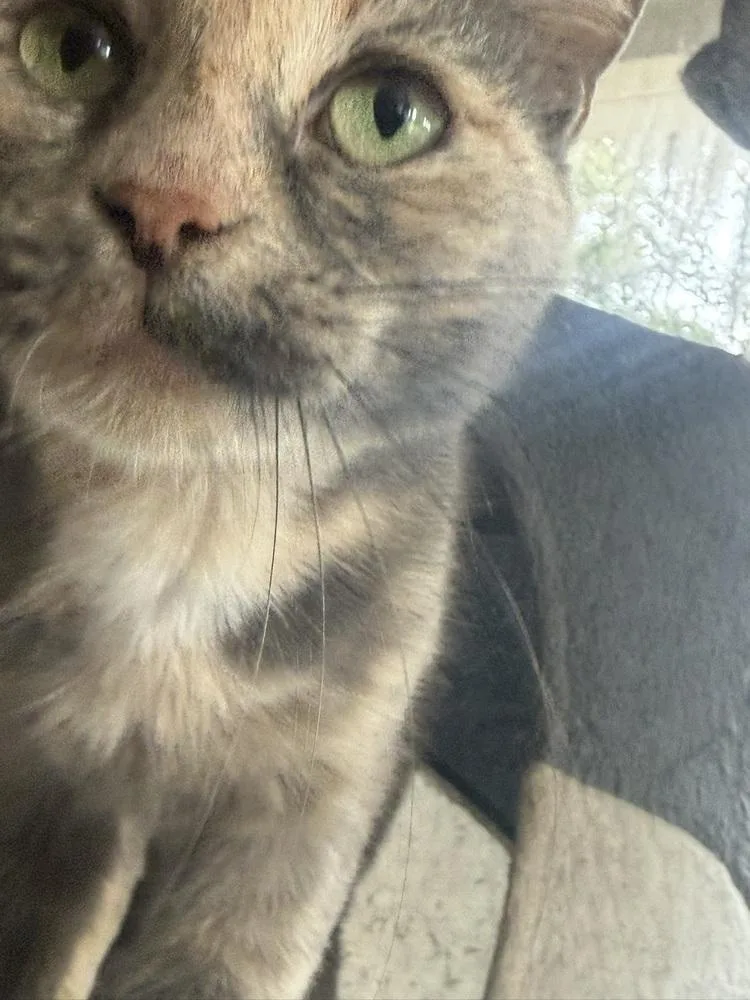 An adult large-sized female Calico cat named Maple for adoption in DELTONA, FL