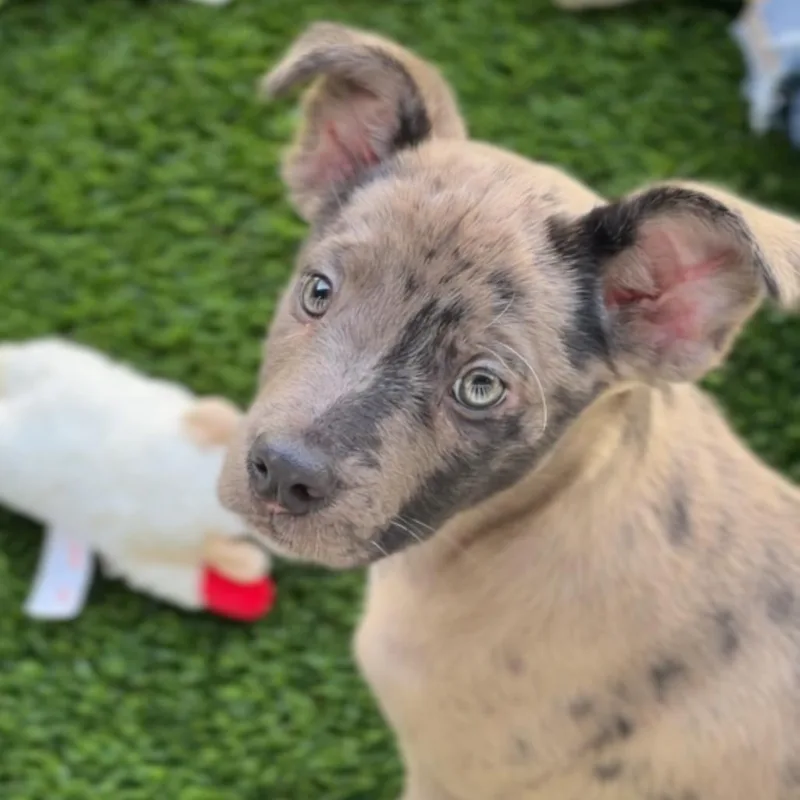 A baby small-sized female Brown / Chocolate Catahoula Leopard Dog named Holly A for adoption in Mission Hills, CA