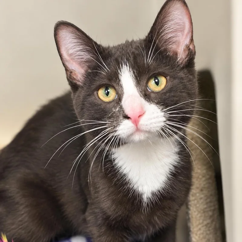 A baby small-sized male Brown / Chocolate Domestic Short Hair cat named Count Chocula for adoption in South Elgin, IL