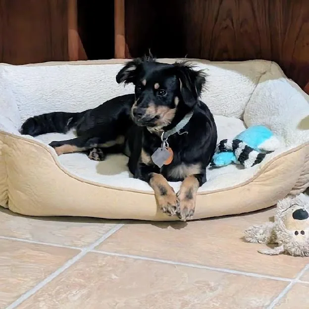 A young small-sized female Dachshund (Long Haired) dog named Buttercup for adoption in Scottsburg, IN