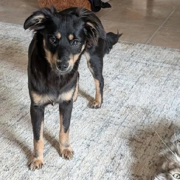 Buttercup thumbnail 2