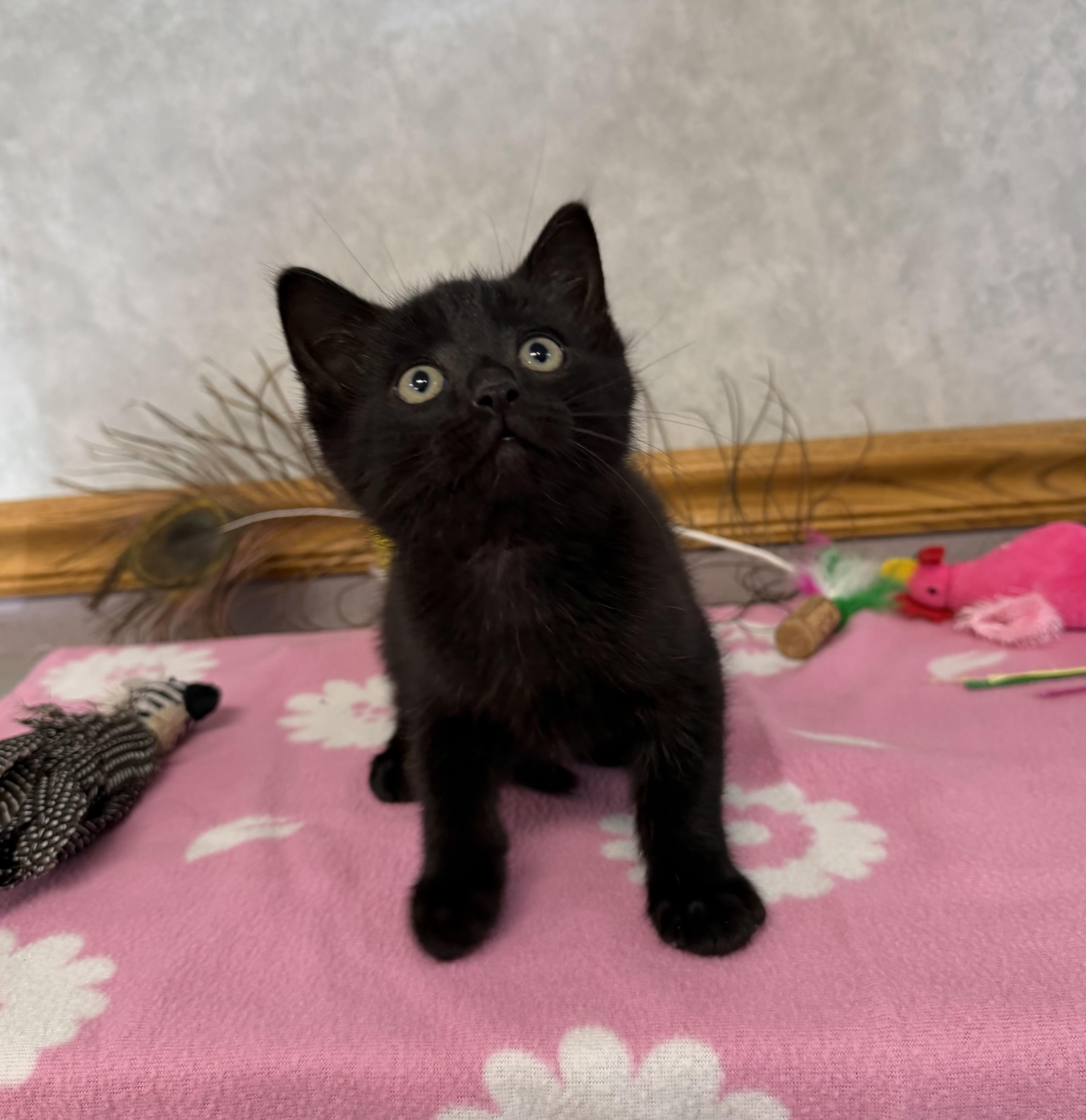 A baby medium-sized male Domestic Short Hair cat named Bluebird for adoption in St. Clair, MI
