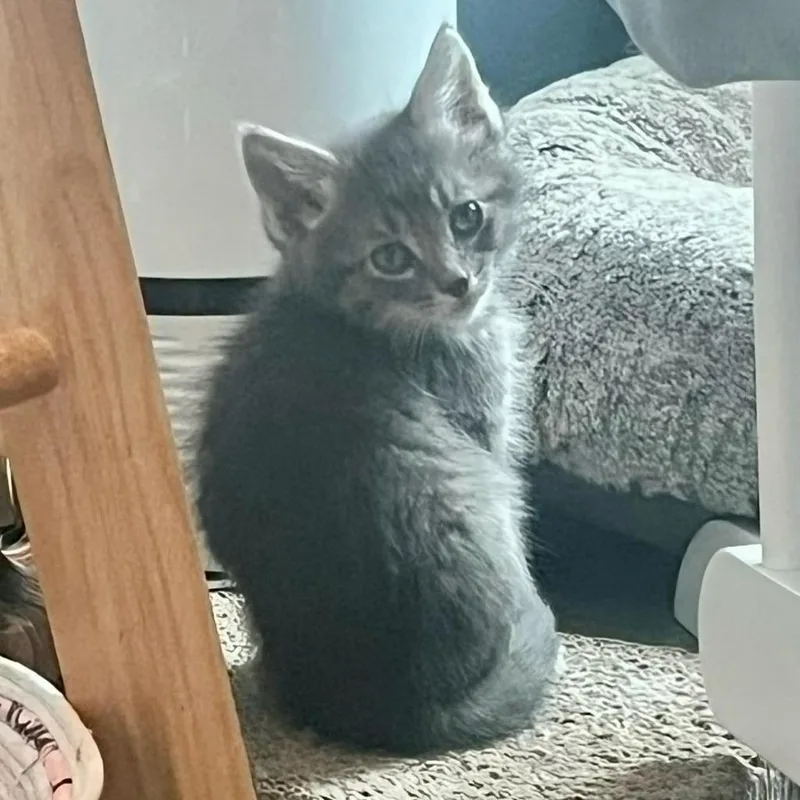 A baby small-sized male Domestic Short Hair cat named Potato for adoption in Urbandale, IA