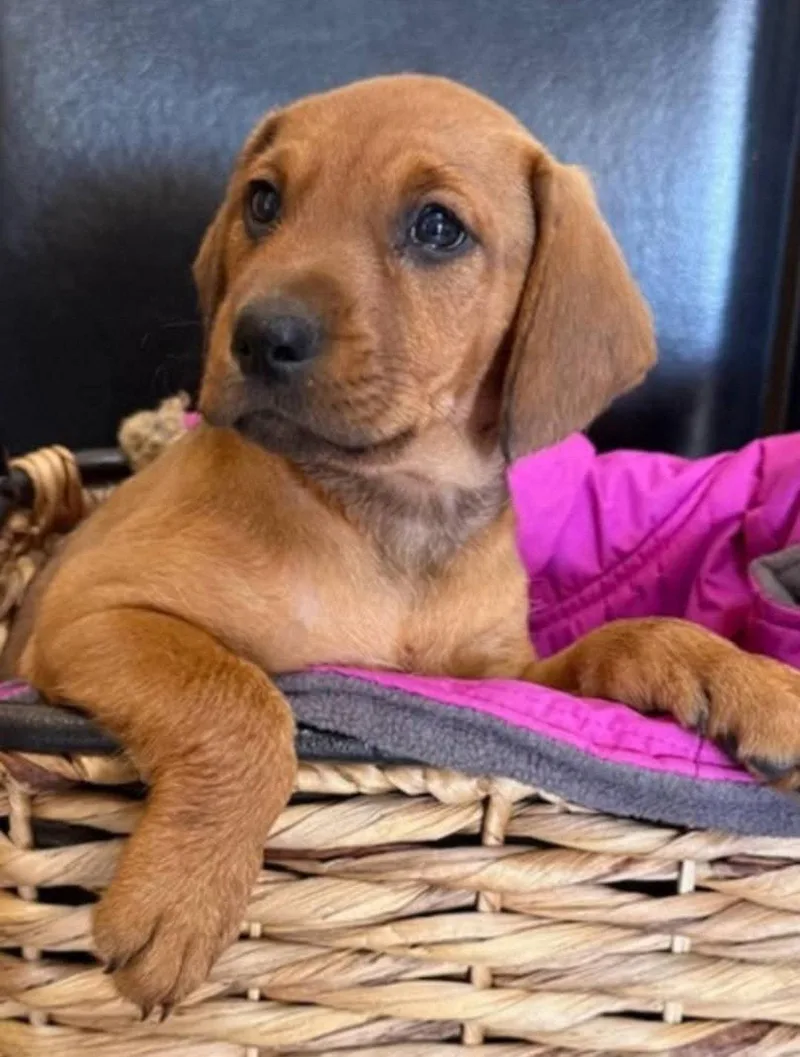 A baby large-sized female Doberman Pinscher dog named Lindsey for adoption in Buffalo, MN