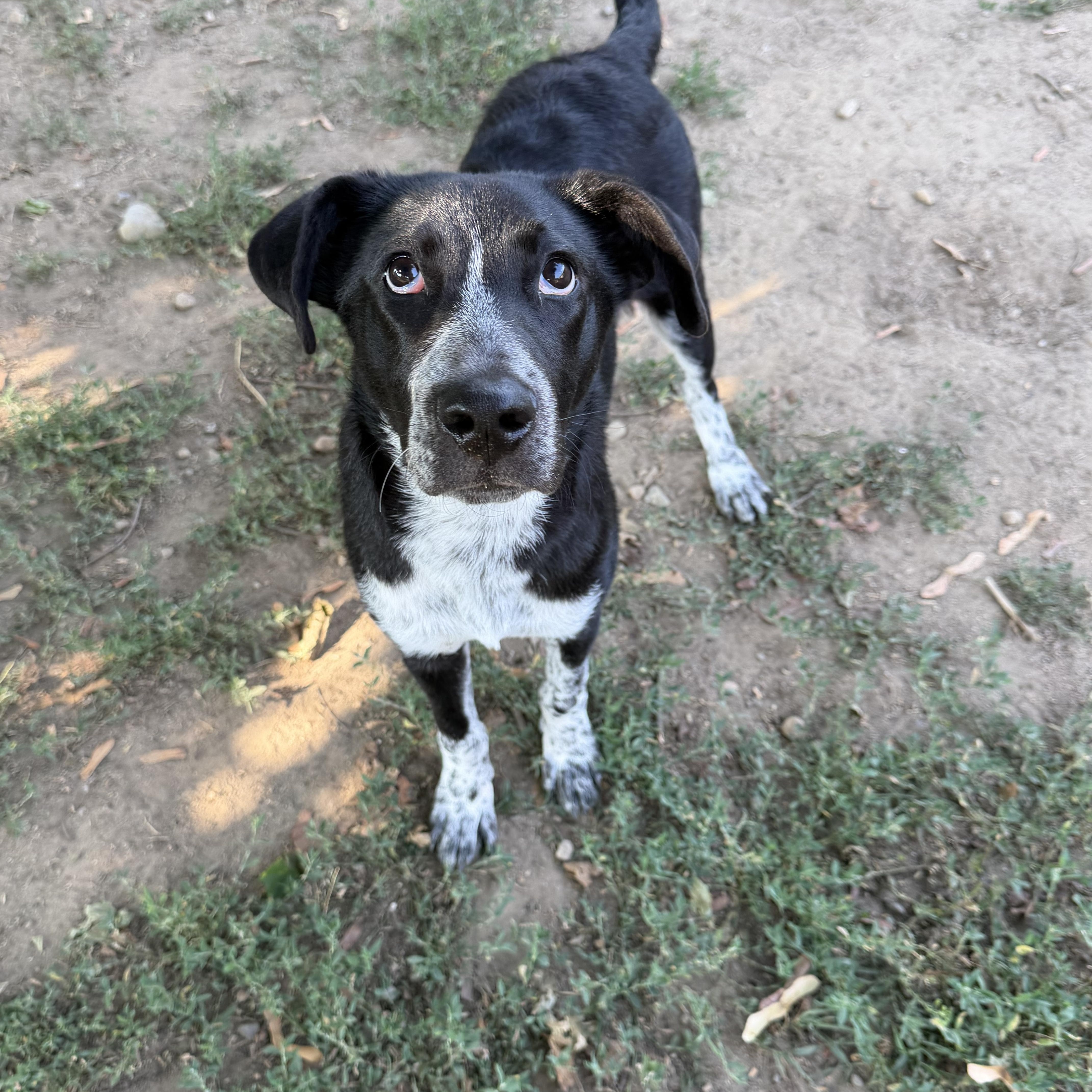 A baby medium-sized male Black Labrador Retriever dog named Ducky for adoption in Kennebunk , ME