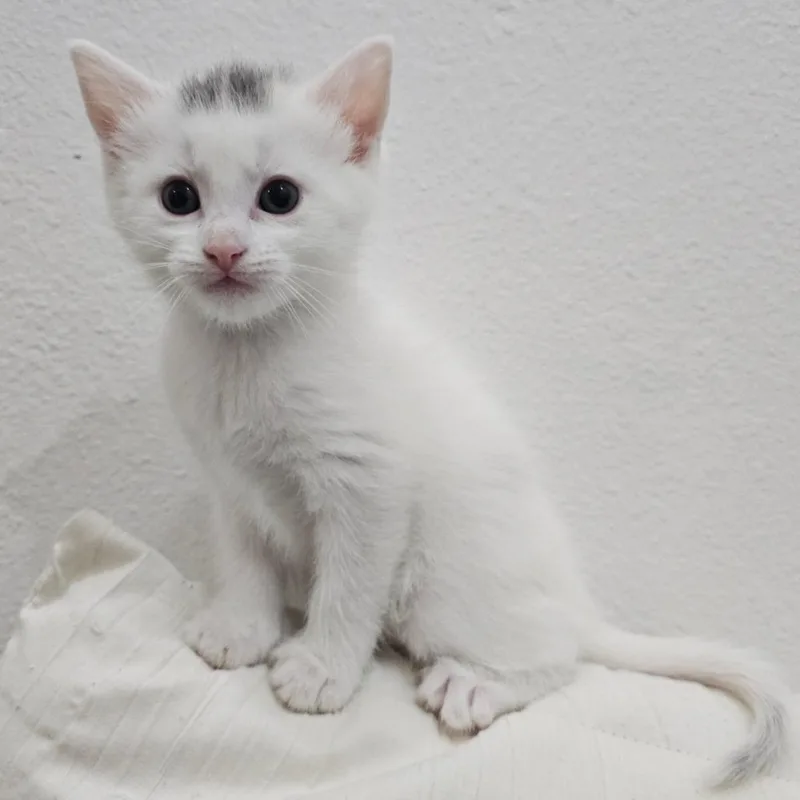 A baby small-sized female White Domestic Short Hair cat named Rosalina for adoption in Belleville, IL