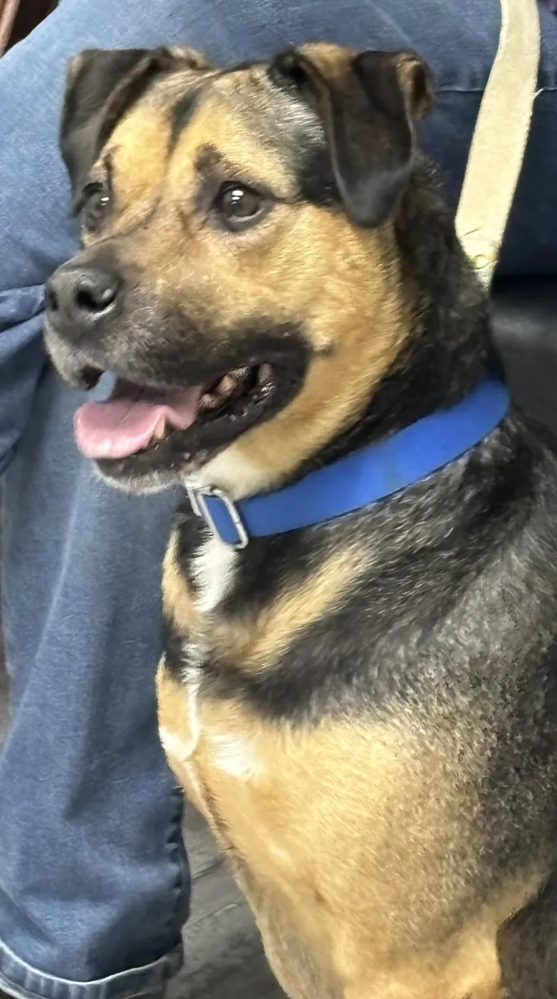 An adult medium-sized female Brown / Chocolate Shepherd dog named Moxie for adoption in Wadsworth, OH
