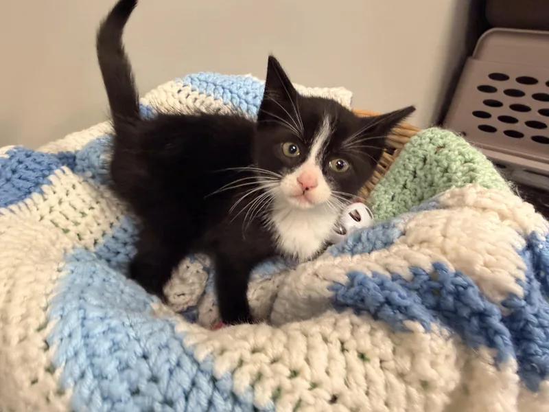 A baby medium-sized female Black & White / Tuxedo Domestic Short Hair cat named Florence for adoption in Batesville, AR