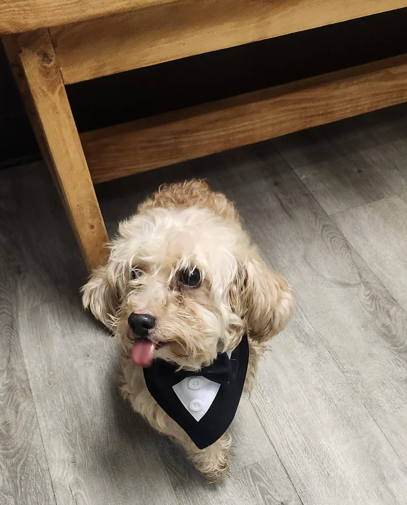 A young small-sized male White / Cream Poodle (Toy) dog named Questionable Decision for adoption in Mansfield, OH