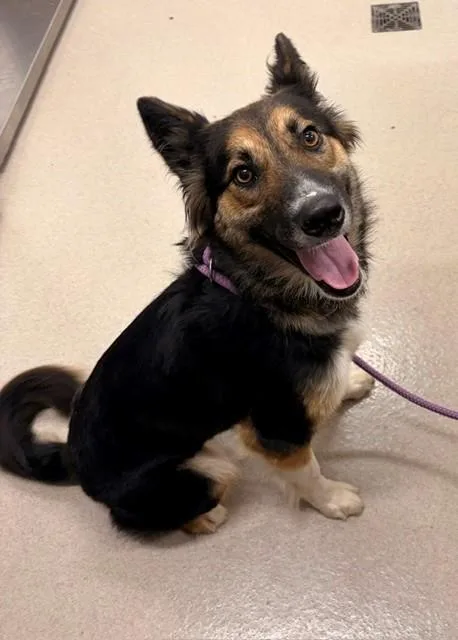 A young medium-sized female German Shepherd Dog dog named Onyx for adoption in Baytown, TX