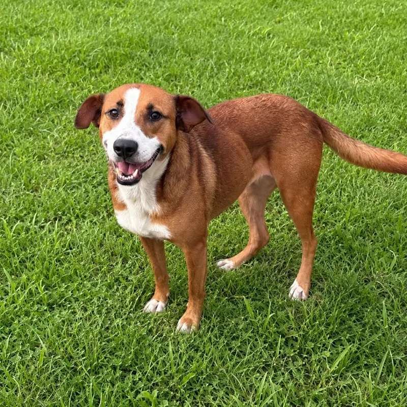 Bailey