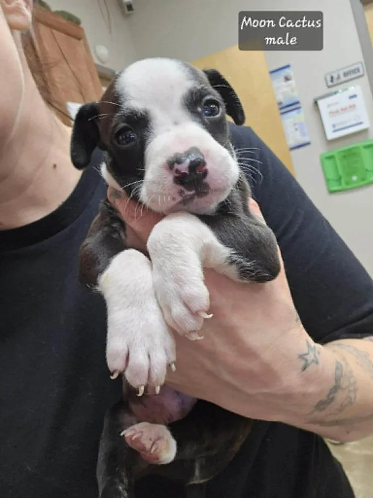 A baby medium-sized male Tricolor (Brown, Black, & White) Pit Bull Terrier dog named Moon Cactusmale for adoption in Wenonah, NJ
