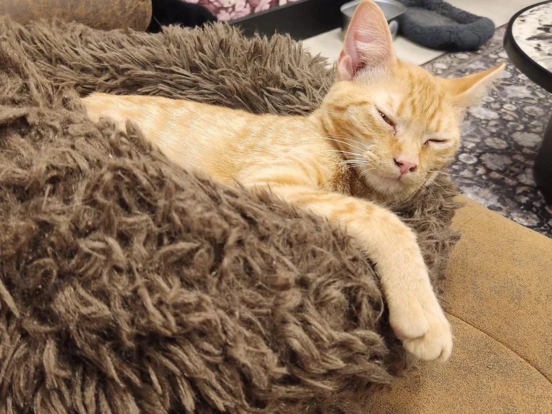 A young medium-sized male Orange / Red Domestic Short Hair cat named Brooks for adoption in Herndon, VA