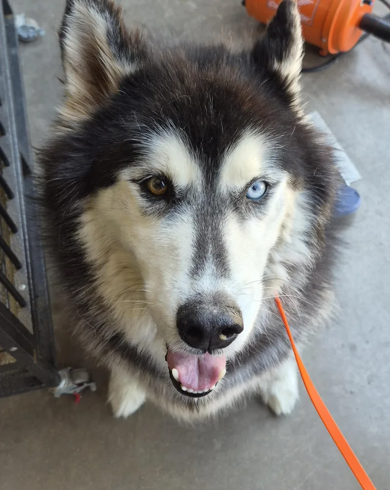 A senior large-sized male Black Husky dog named Sable for adoption in Sierra Vista, AZ