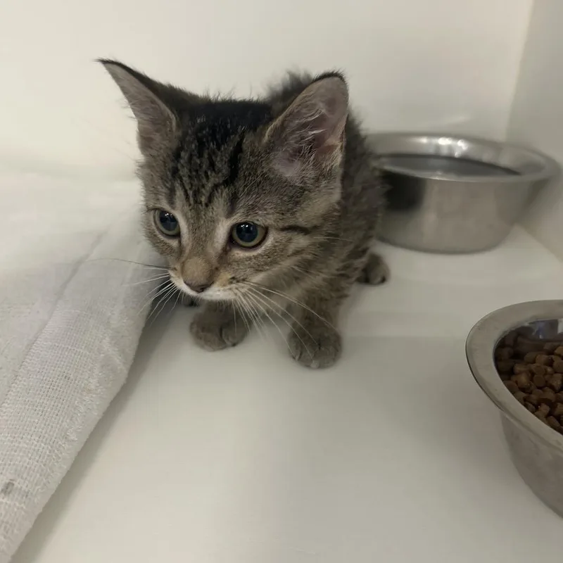 A baby small-sized female Brown / Chocolate Domestic Short Hair cat named Toilet Paper for adoption in Greensboro, NC