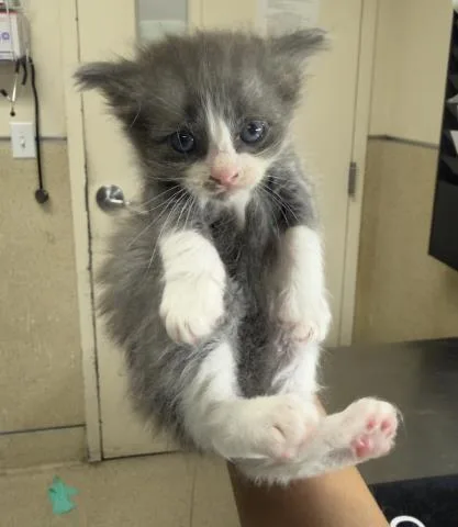 A baby small-sized female Domestic Short Hair cat named Potato for adoption in Riverside, CA