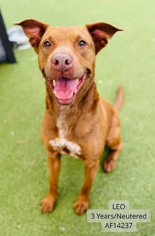 An adult large-sized male Pit Bull Terrier dog named Leo for adoption in Supply, NC