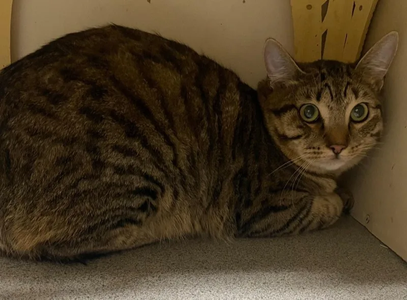 A young large-sized male Tabby cat named Beezllei for adoption in Billings, MT