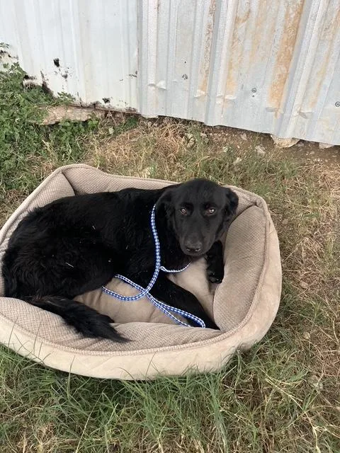 A young large-sized female Great Pyrenees dog named Minerva ATX for adoption in Quinlan, TX