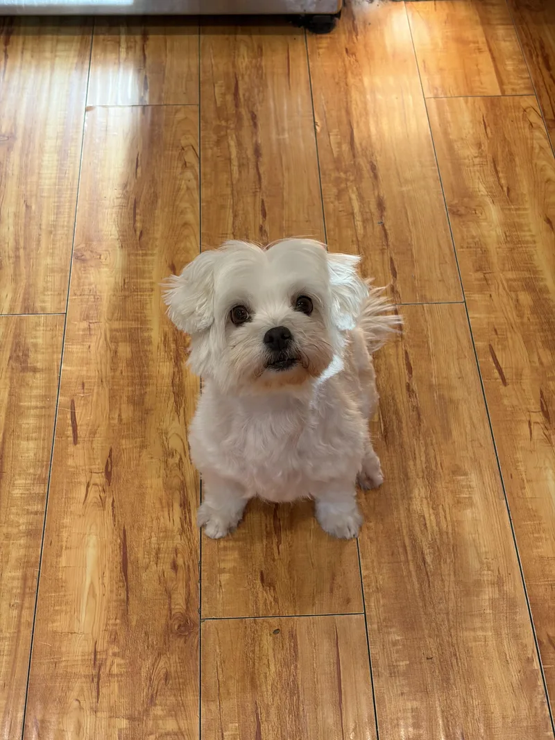 An adult small-sized female Maltese dog named Loucy for adoption in Corona, CA