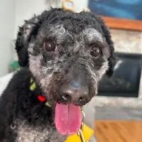 An adult small-sized male Miniature Poodle dog named Luchi for adoption in Monticello, NY