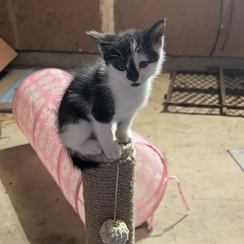 A baby small-sized female Black & White / Tuxedo Domestic Short Hair cat named April for adoption in Milwaukee, WI