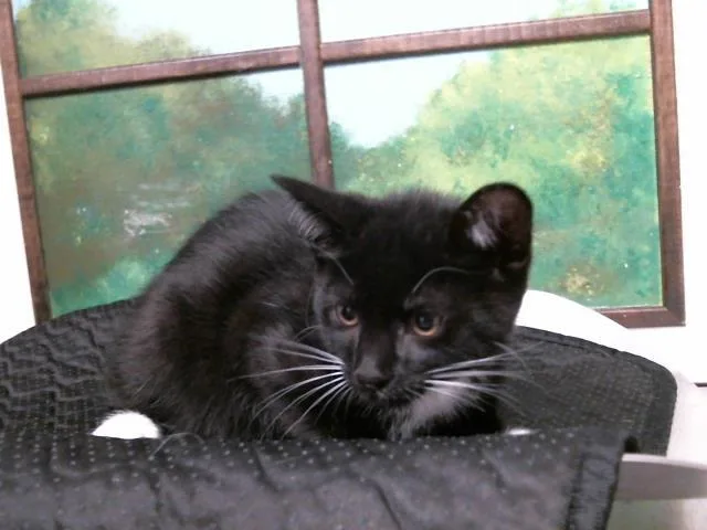 A baby small-sized male Domestic Short Hair cat named Tobi for adoption in Houston, TX