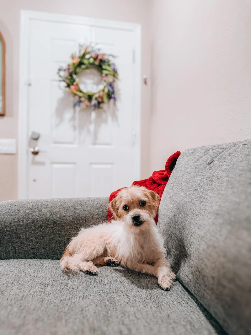 A baby small-sized male Terrier dog named Huey for adoption in Goodyear, AZ