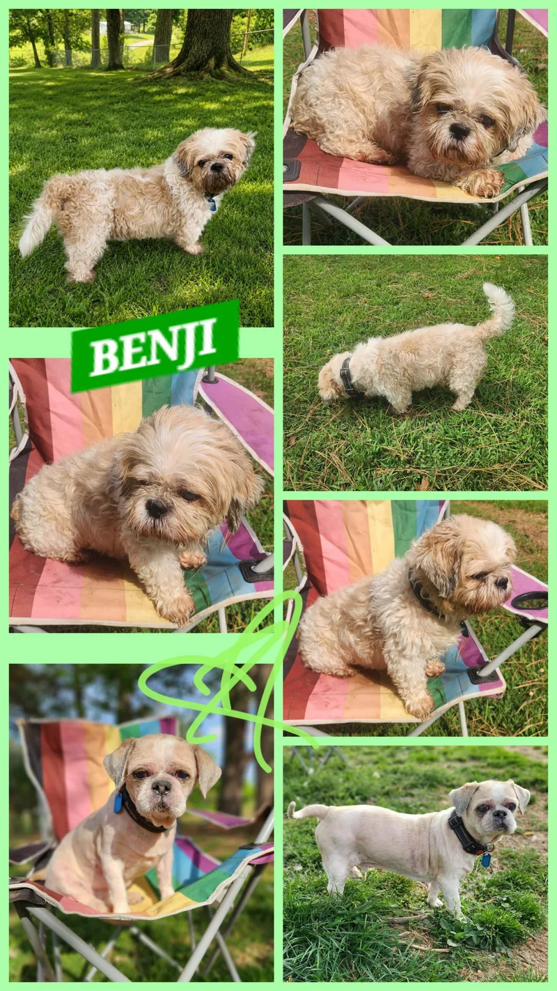 A senior small-sized male White / Cream Shih Tzu dog named Benji for adoption in Jackson, TN